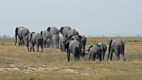 Botswana Chobe Elephants